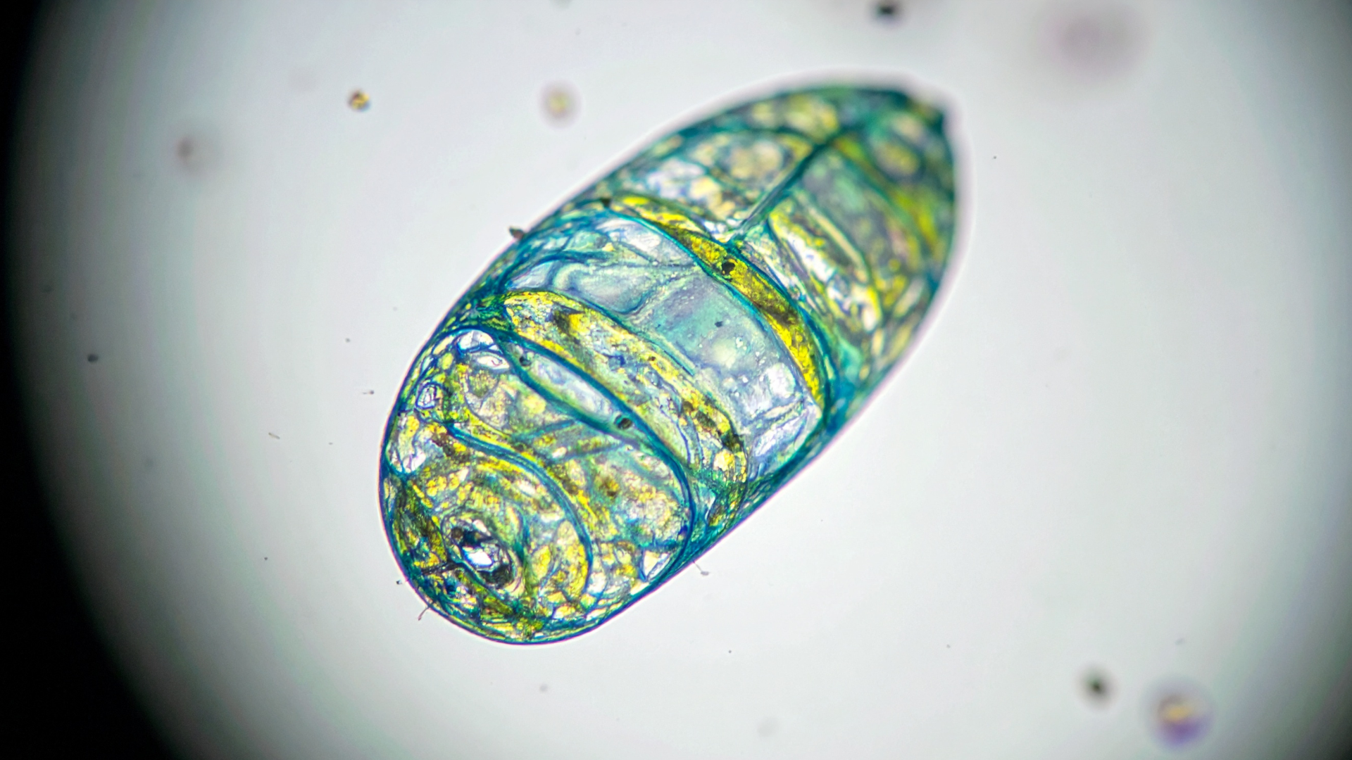 NAD+ zdravie mitochondrií a buniek - NAD+ nie je longevity zázrak