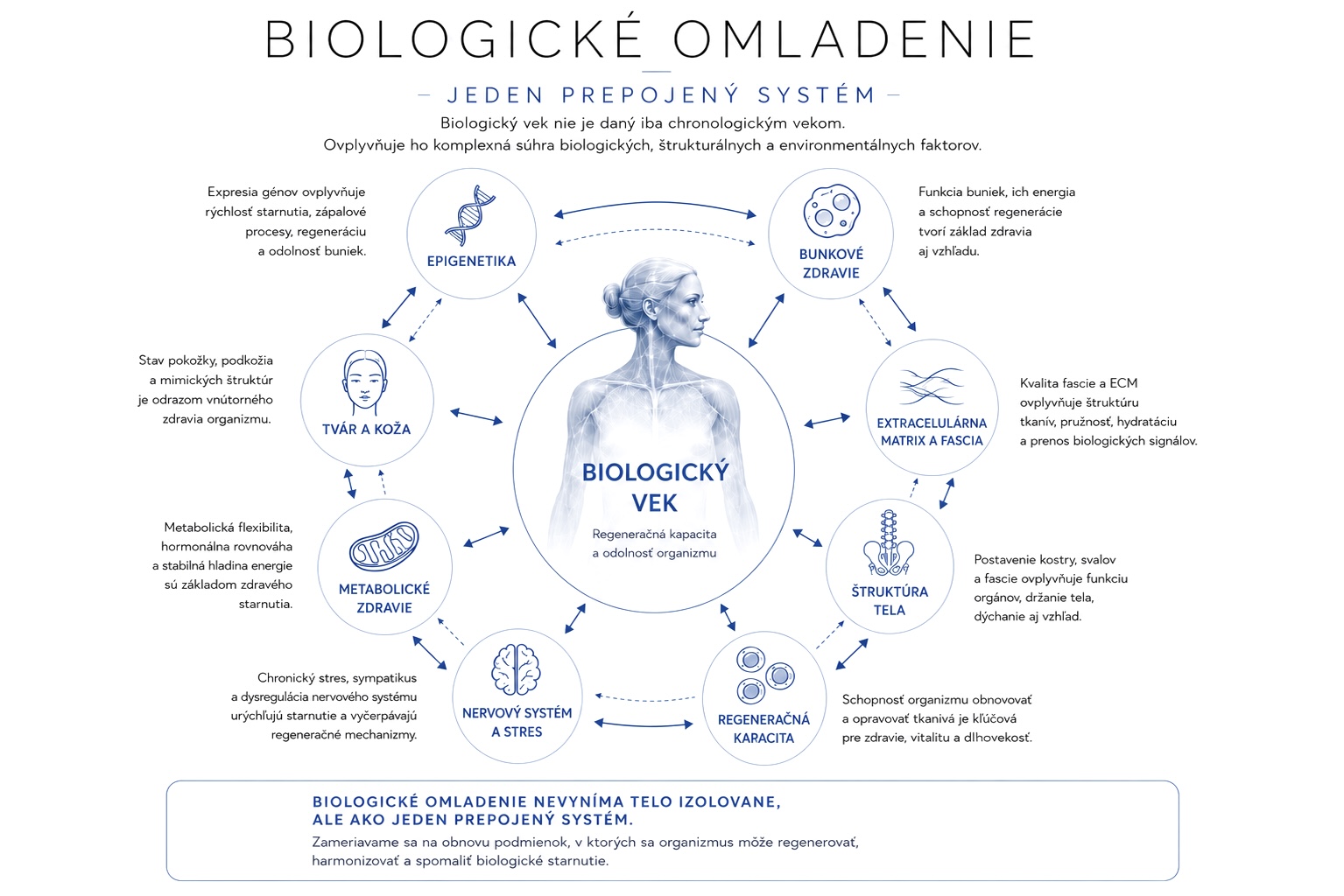 Infografika biologického omladenia znázorňujúca prepojenie biologického veku s epigenetikou, bunkovým zdravím, extracelulárnou matrix, fasciou, štruktúrou tela, regeneračnou kapacitou, nervovým systémom, metabolickým zdravím a stavom kože.